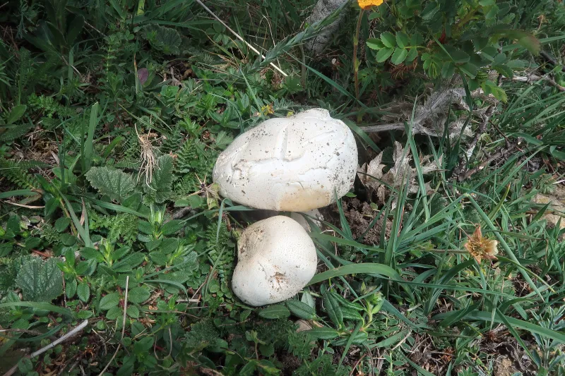 Agaricus litoralis 1 - IMG_7228